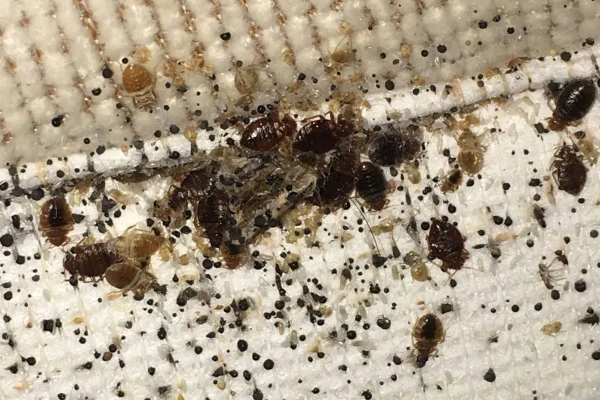 bed-bug-pest-control-scaled bed-bug-pest-control-scaled