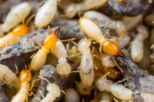 jcehrlich-image-termites-us jcehrlich-image-termites-us